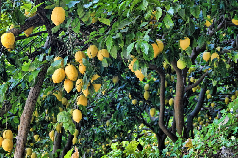 vitamins, branch, day, nature, citrus fruits, 4K, lemon, mediterranean, green, healthy eating, fruit tree, mediterranean garden, freshness, citrus, outdoors