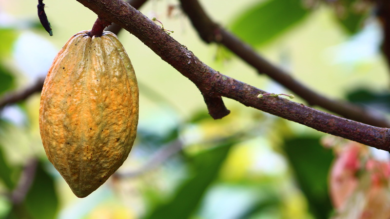 colombia, agriculture, growth, fruit, day, beauty in nature, natural condition, cocoa, plant, green color, close-up, nature, hanging, food, no people, ripe