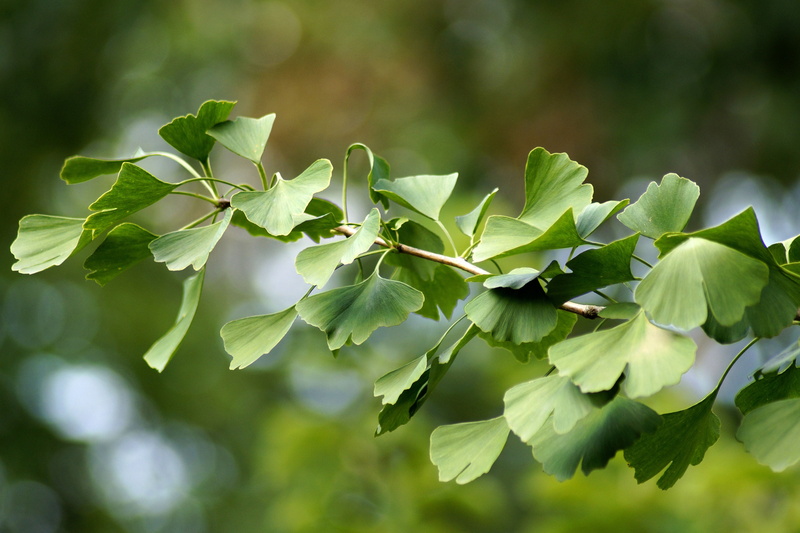 gingko, selective focus, focus on foreground, young gingko tree, ginkgo, flora, japan, outdoors, freshness, day, no people, plant part, twig, ginko tree
