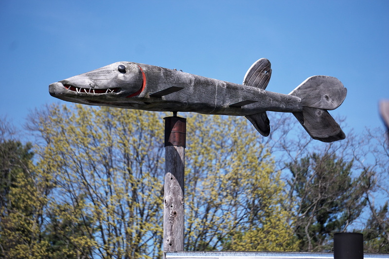 vertebrate, fish, leland, focus on foreground, weathervane, wood - material, nature, sculpture, statue, animal wildlife, carving, plant, tree, sky, animal body part