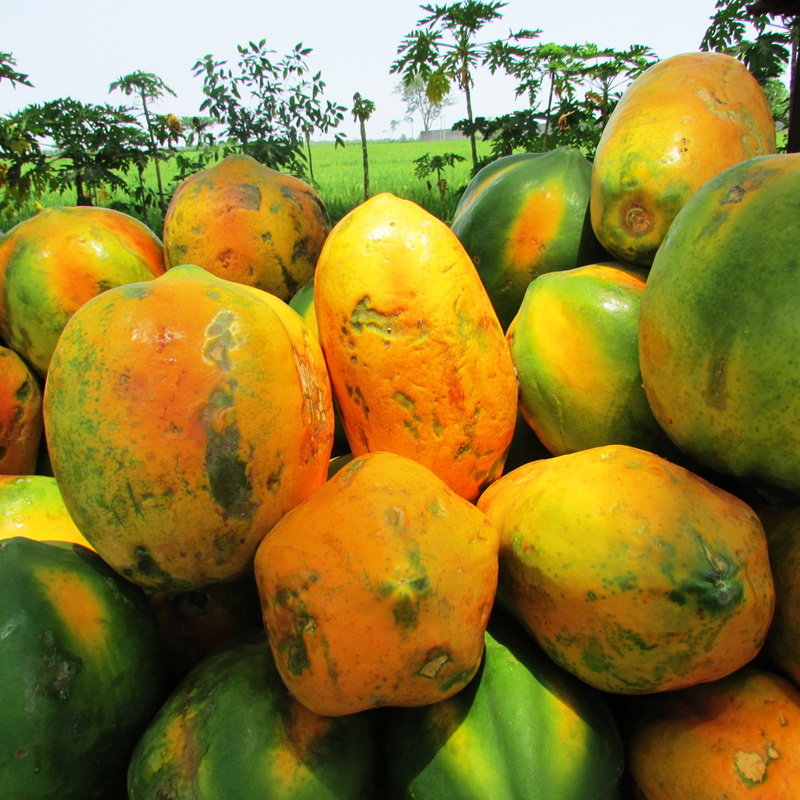 heap, food and drink, freshness, still life, healthy eating, Papaya, market, Exotic, abundance, green, orange, 2K, Tropical, green color, Ripe, day, wellbeing