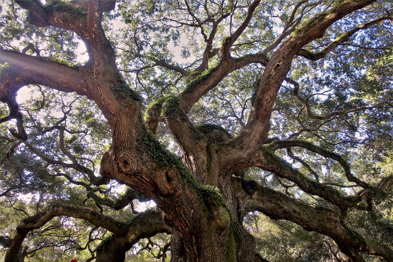 trunk, day, outdoors, nature, land, tree trunk, plant, tranquility, branch, tree, live oak, sky, south carolina, low angle view, tree canopy, ancient, no people