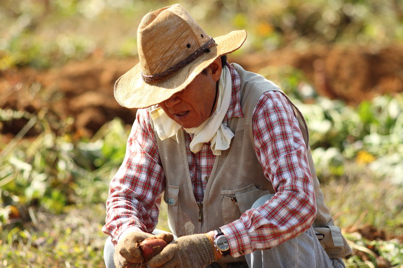 clothing, day, holding, gardening glove, carrots, males, simple living, farming, occupation, plant, agriculture, vegetable, harvest, sweet potato farming
