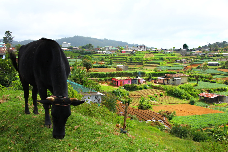 outdoors, country, mammal, pets, bed, life, cultivation, agriculture, domestic animals, work, animal themes, field, day, plant, vegetables, nature, growth