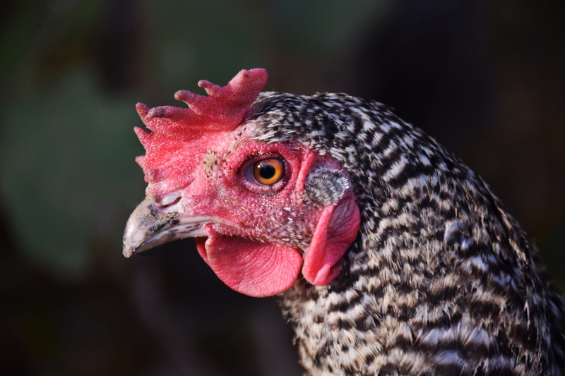 chickens, galliformes, Animal, beak, domestic, pet, 5K, Close, happy chicken, Poultry, Chicken, livestock, domestic animals, animal head, focus on foreground