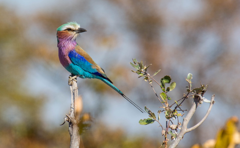 perching, tree, no people, africa, turquoise, bird, 4K, tropical bird, one animal, vertebrate, wilderness, animal themes, safari, national park, profile view