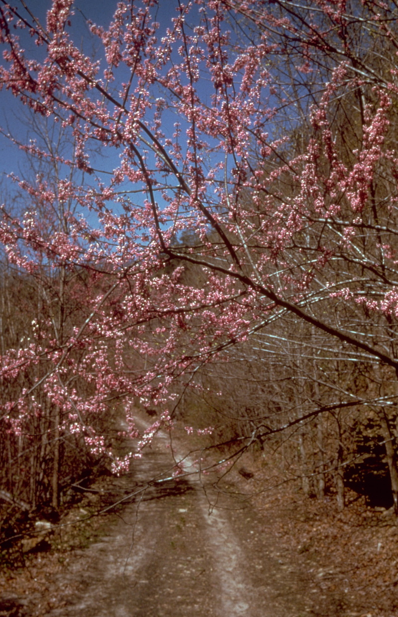 pink Color, season, sky, Pink, Flowers, plant, springtime, Big South Fork, vulnerability, tranquility, freshness, spring, Tennessee, fork, growth, flower