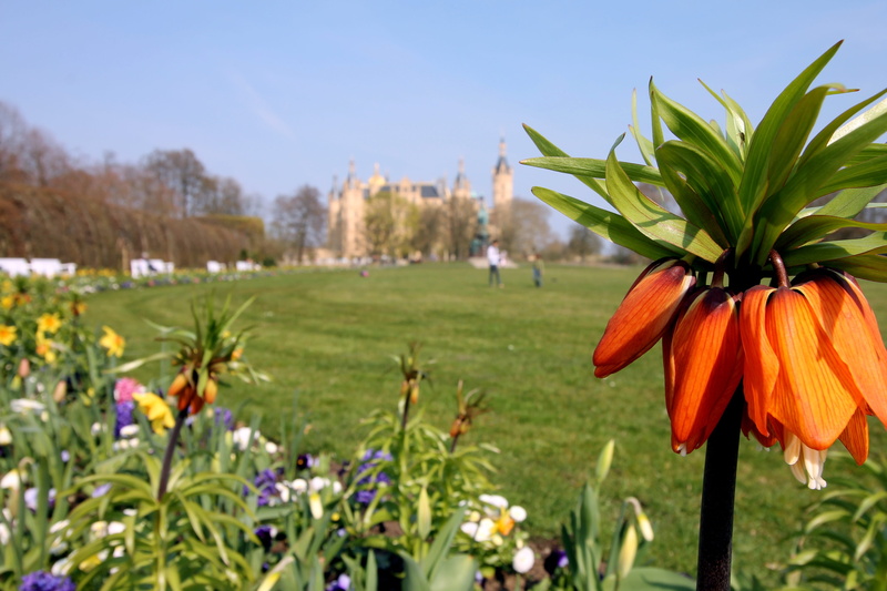 tourism, fragility, sky, places of interest, germany, petal, nature, castle, focus on foreground, schwerin, castle park, baltic sea, park, flower, flower head