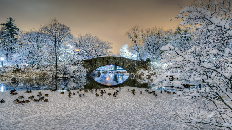 snow, Manhattan, Gapstow Bridge, USA, 1080P, trees, birds, reflection, bridge, pond