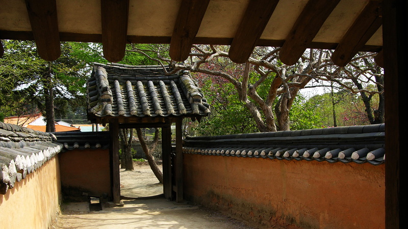 gangneung, park, no people, wood - material, direction, the way forward, per second, 5K, structure, plant, day, tree, and tack, outdoors, nature, wood