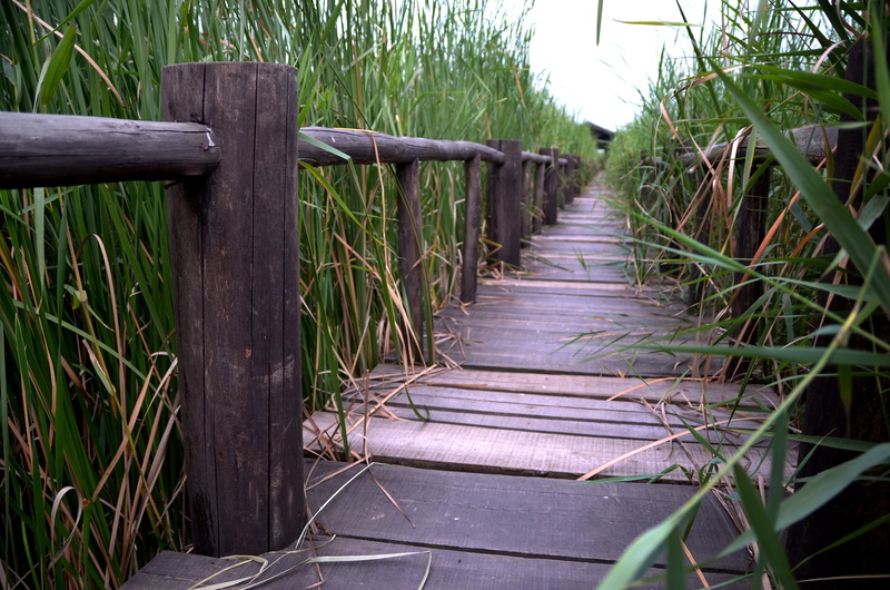 plant, day, long, outdoors, chen bridge, the way forward, xinxiang, growth, 4K, henan, green color, tranquility, nature, footpath, field, grass, wetlands