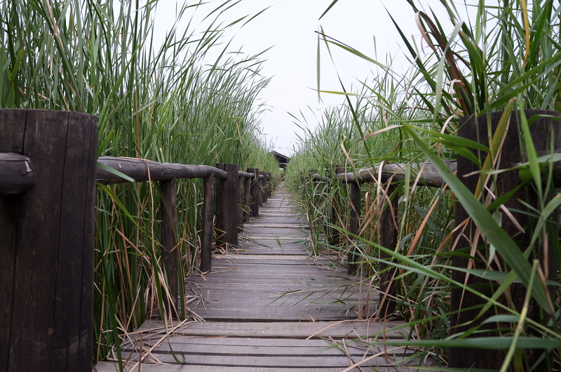 the way forward, nature, water, diminishing perspective, grass, footpath, wood - material, 4K, long, wetlands, boardwalk, henan, direction, tranquility