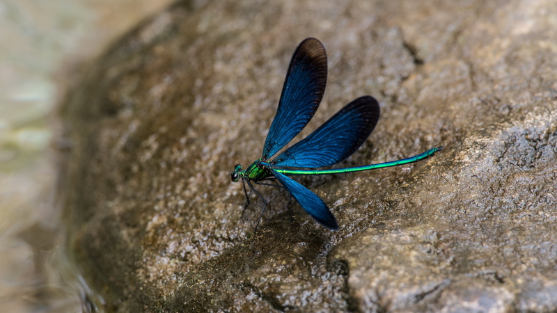 macro, rock, insect, animal body part, high angle view, outdoors, no people, china, nature, wildlife, day, blue, solid, multi Colored, henan, rock - object