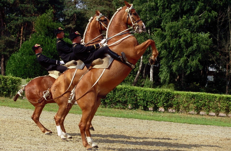 animal themes, vertebrate, land, domestic animals, activity, outdoors, riding, real people, day, herbivorous, animal, livestock, domestic, field, animal wildlife