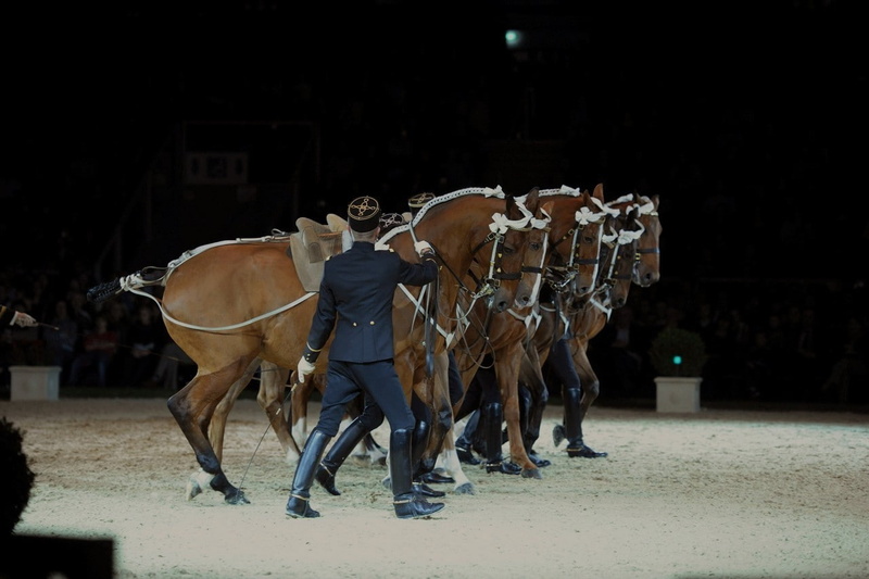 horse, 720P, Saumur, group of animals, Equitation, stable, people, men, livestock, group of people, animal wildlife, mammal, France, domestic animals