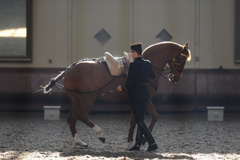 720P, Saumur, Equitation, France, horse