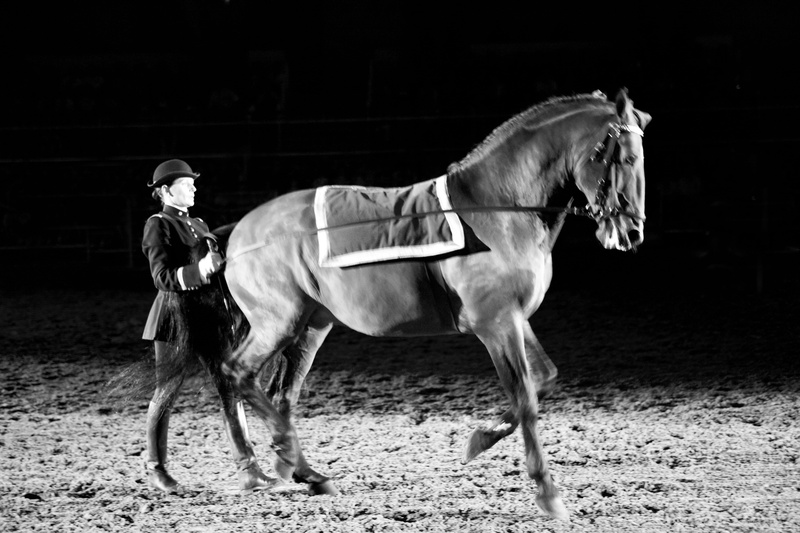 activity, dressage, cavalier, équitation, horse, pets, full length, herbivorous, vertebrate, saumur, domestic animals, helmet, 5K, france, animal wildlife