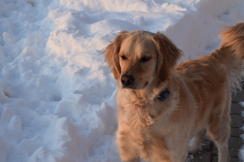 one animal, domestic animals, pets, dog, 5K, nature, orland park, canine, animal, golden-retriever, retriever, golden retriever, lighting, animal themes
