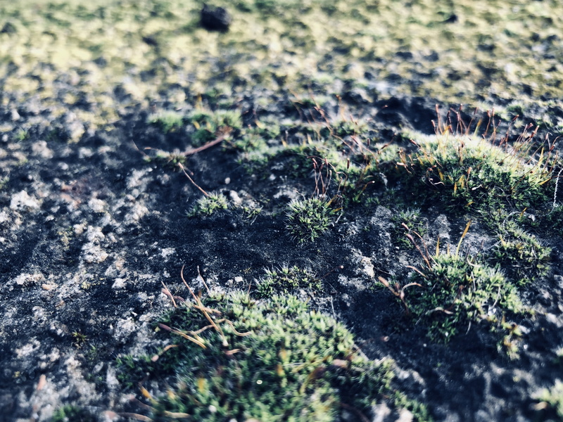 closeup, space, 4K, tree, simple, full frame, green color, earth, outdoor, selective focus, tranquility, presentation, hike, sunlight, beauty in nature