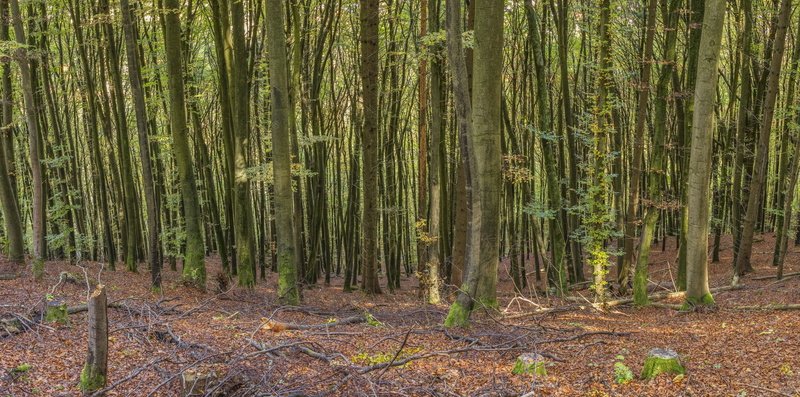 header, background, day, tree trunk, bamboo - plant, tree, growth, plant, 5K, non-urban scene, abundance, nature, no people, spruce, tranquility, book