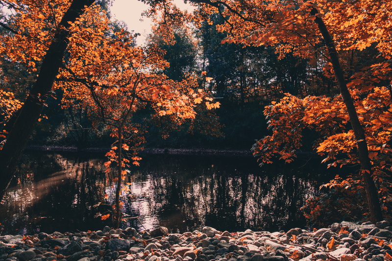 autumn, saturation, change, outdoors, plant part, orange color, scenics - nature, autumn collection, utby, tranquil scene, no people, land, day, cold, river