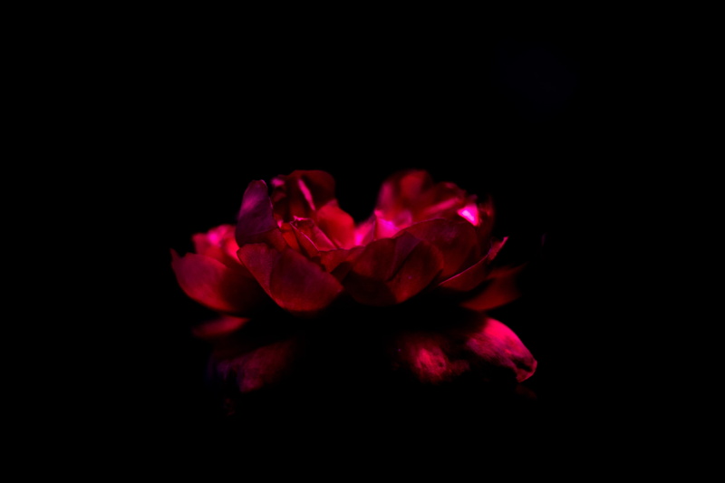 flower head, beauty in nature, flowering plant, petal, no people, red, rose, copy space, nature, 5K, fragility, freshness, black background, dramatic