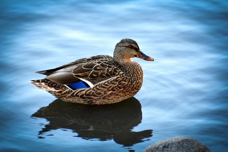 birds, close-up, 5K, vertebrate, nature, mallard duck, sweden, gothenburg, poultry, no people, swimming, animals in the wild, lake, animal, animal themes