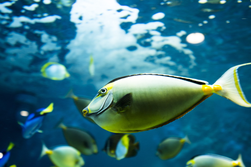 animal wildlife, fish tank, 5K, aquarium, underwater, animal themes, marine, animal, coral fish, water, one animal, green, sea life, nature, school of fish