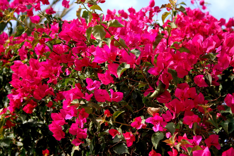 4K, spring, spain, inflorescence, colorful, bougainvillea, summer, flower, beauty in nature, botany, marbella, flora, pink color, growth, outdoor, outdoors