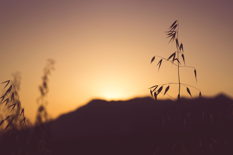 field, land, sun, idyllic, plant, sky, sunset, sunlight, focus, landscape, marbella, no people, dusk, tranquility, photography, copy space, environment