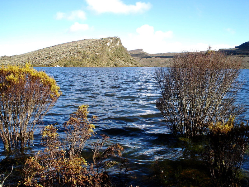 no People, beauty In Nature, landscapes, sumapaz paramo, growth, p, 720P, Bogota, nature, sunlight, tranquil scene, plant, Colombia, outdoors, public domain
