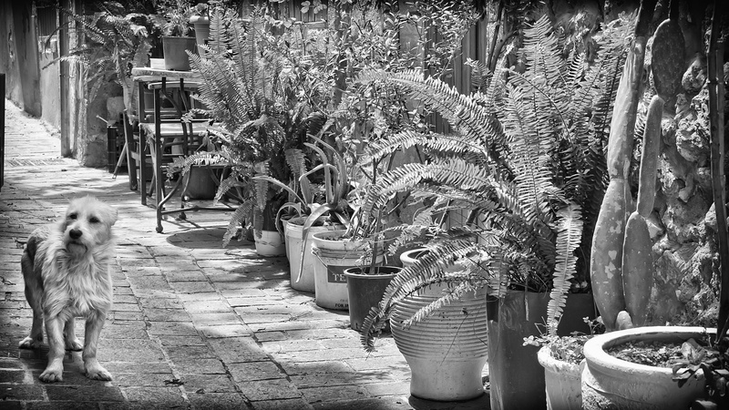 4K, greece, tree, black and white, architecture, dog, nature, footpath, vertebrate, mammal, crete, summer vacation, chania, one animal, domestic animals