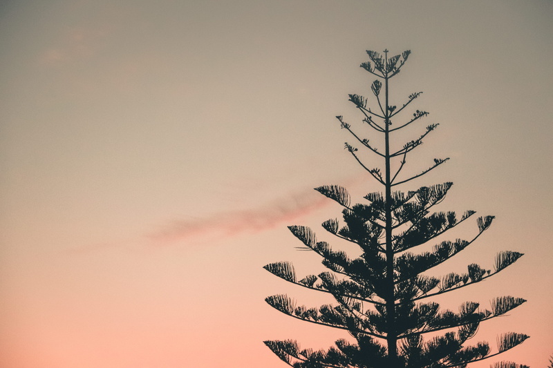 animal, branch, winter, photography, chania, close-up, fir, pine, bird, indoors, christmas, kathiana, sky, tree, abies, cold temperature, beauty in nature