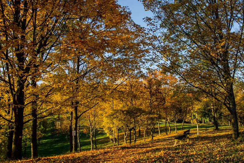 outdoors, branch, kaiserstuhl, landscape, season, 4K, sky, field, fall foliage, plant, rural Scene, park - Man Made Space, germany, autumn, yellow, woodland