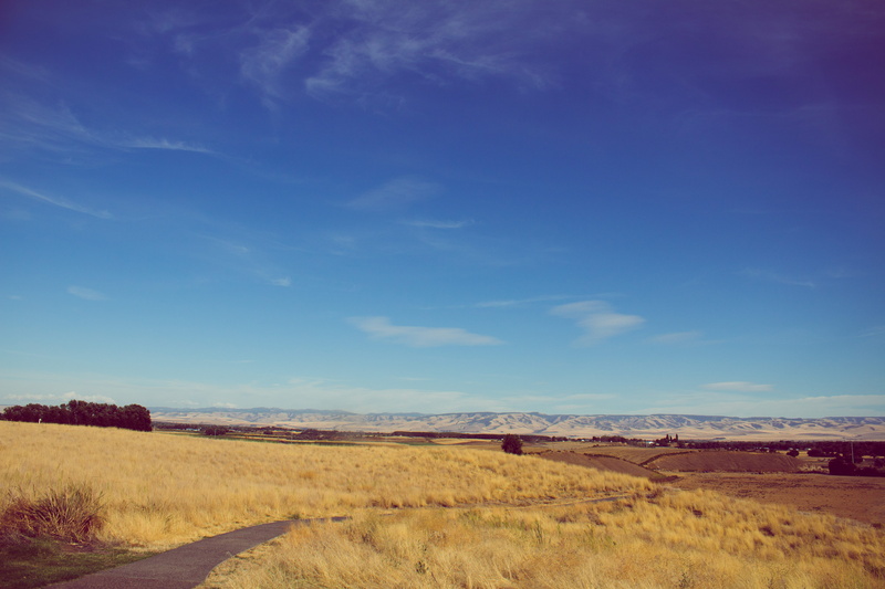 sunlight, environment, united states, landscape, bright, expanse, trees, nature, arid climate, beauty in nature, walla walla, dried, outdoors, day, clouds