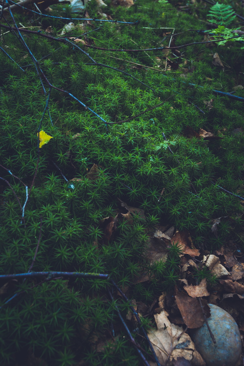leaves, thoughtfull, wellness, spikes, uk, plant, close-up, leaf, green color, 2K, flora, no people, valley, nature, calm, growth, day, morning