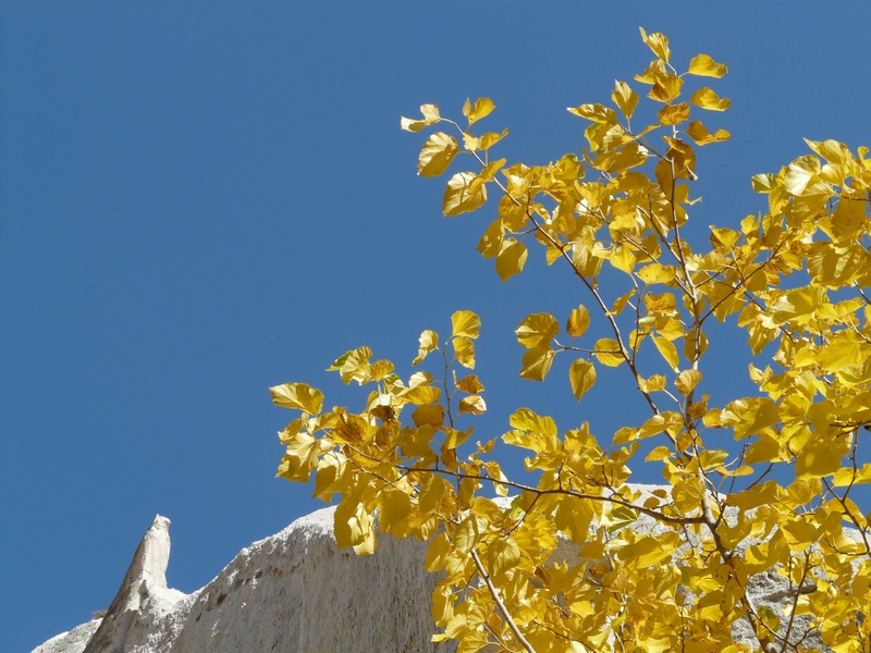 fragility, freshness, no people, outdoors, leaves, autumn, nature, sky, cappadocia, flowering plant, 2K, branch, golden, sunlight, tree, colorful, valley of roses