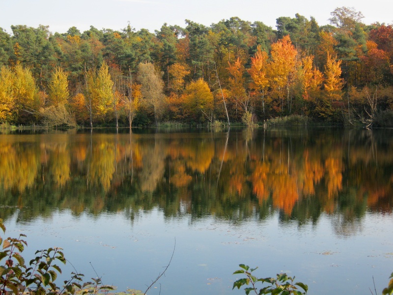 yellow, october, sunny, no people, tree, lake, non-urban scene, leaves, scenics - nature, outdoors, nature, beetle valley forest, mirroring, plant, tranquil scene