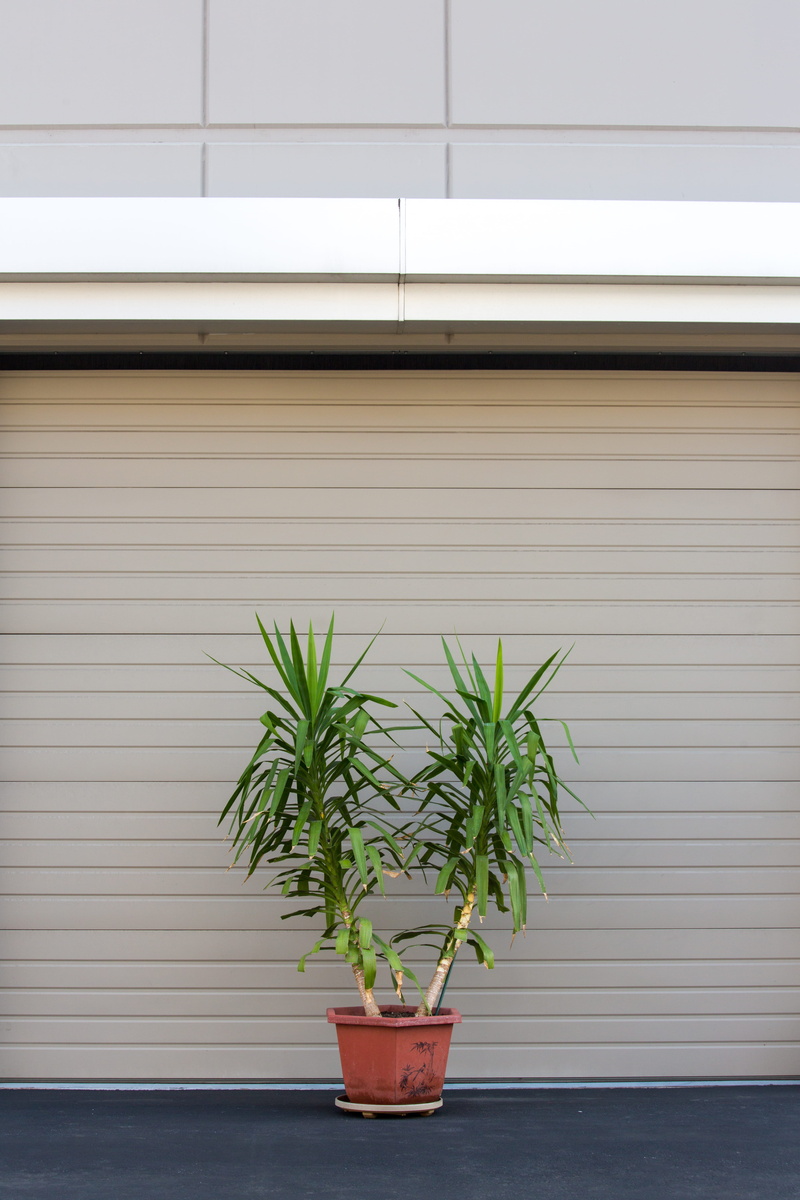 indoor, 5K, architecture, built structure, houseplant, blinds, iron, two, shutter, building exterior, pot, plants, flower pot, plant, leaf, garage, growth
