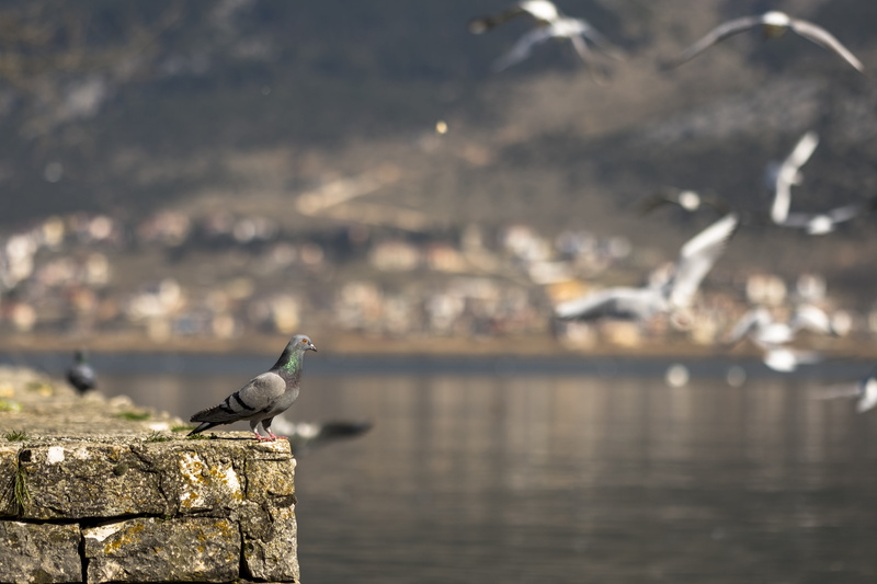greece, side view, animal, vertebrate, seagulls, scene, built structure, seagull, day, bird, black, dove, background, animals in the wild, waterfront, animal themes