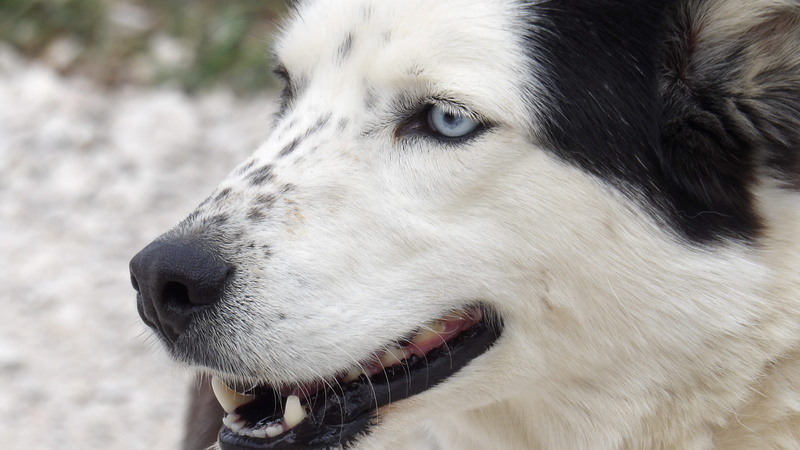 no people, land, ioannina, animal head, animal themes, animal, domestic animals, dog, looking, focus on foreground, eyes, looking away, domestic, close-up