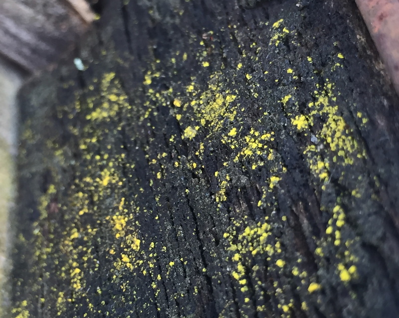 selective focus, growth, vulnerability, beauty in nature, freshness, lichen, moss, fragility, flower, flowering plant, tree, no people, plant, day, 2K