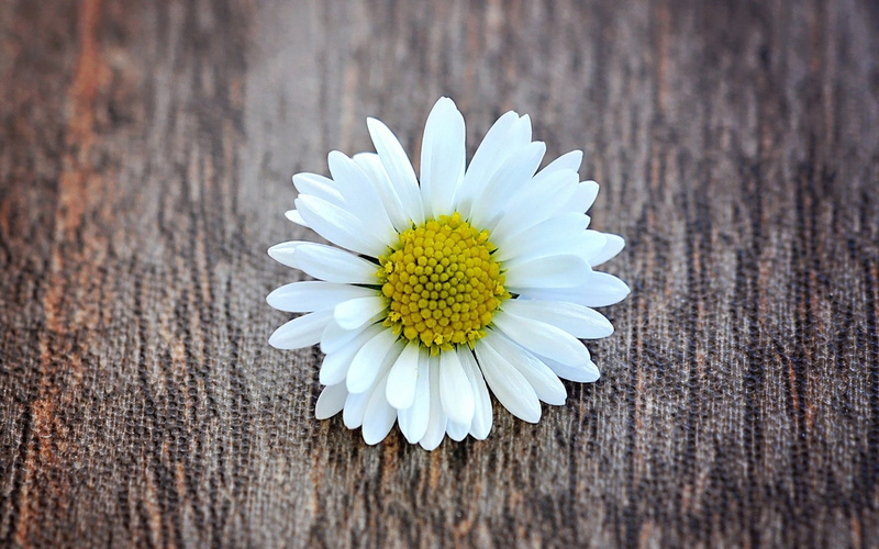 daisies, plants, white, yellow, white flowers, 1080P, flowers, wood