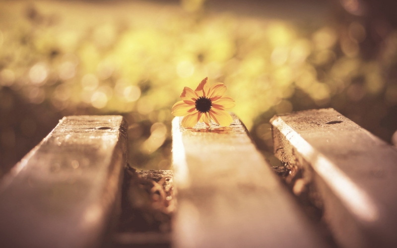 wood, day, growth, bokeh, plants, yellow flowers, vulnerability, beauty in nature, food and drink, no people, selective focus, flowering plant, fragility