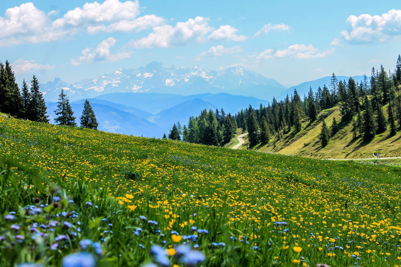 tranquil scene, alpine scenery, yellow flowers, growth, environment, pine, landscape, cloud - sky, alps, no people, non-urban scene, wood, flower, yellow field