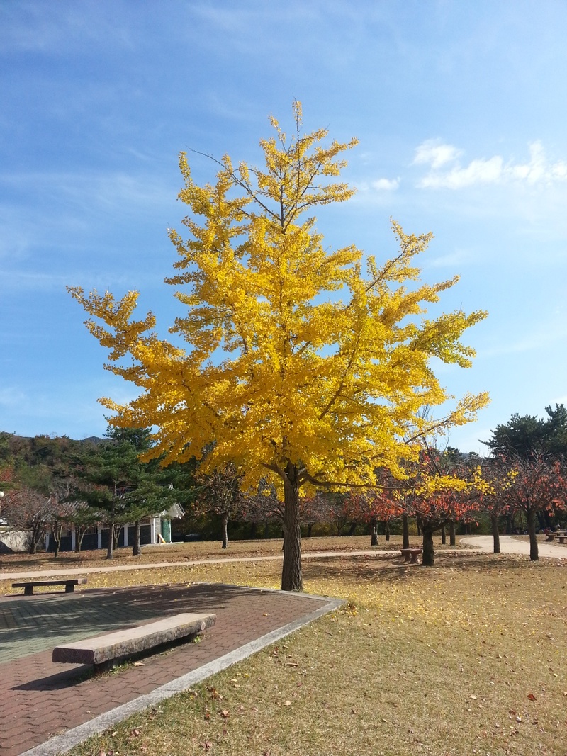 no people, landscape, cloud - sky, growth, tree, yellow, park - man made space, fall, park, change, tranquil scene, tranquility, sky, 1080P, scenics - nature