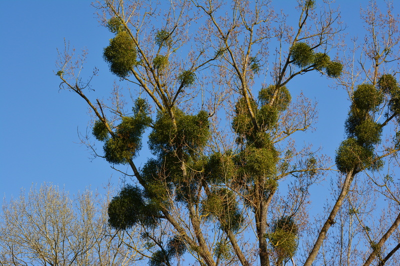 pine tree, tree trunk, sunlight, plant, sky, tree plant, outdoors, parasitic tree, trunk, green color, parasite, mistletoe, tranquil scene, growth, tree
