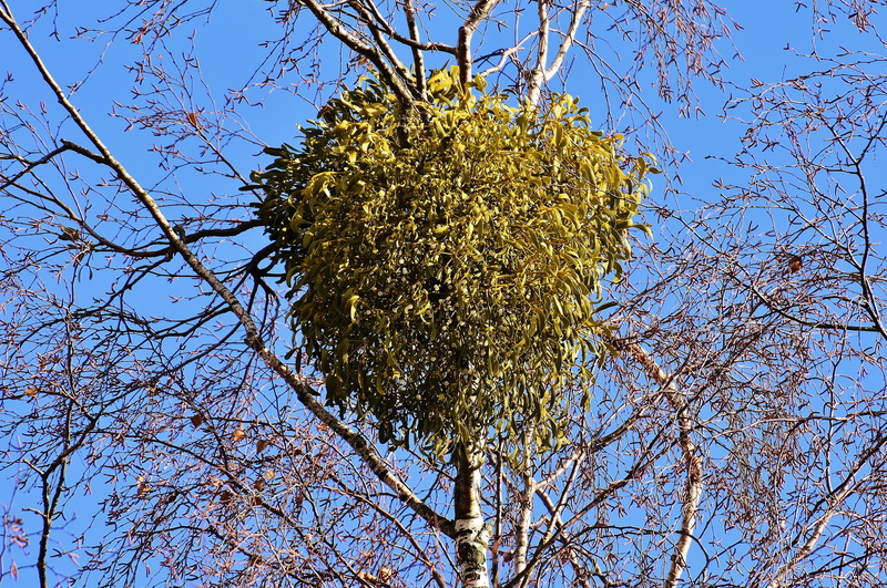 low angle view, flowering plant, bare tree, 4K, mistletoe, clear sky, branches, nature, viscum album, tree, flower, blue, growth, crown, sky, no people