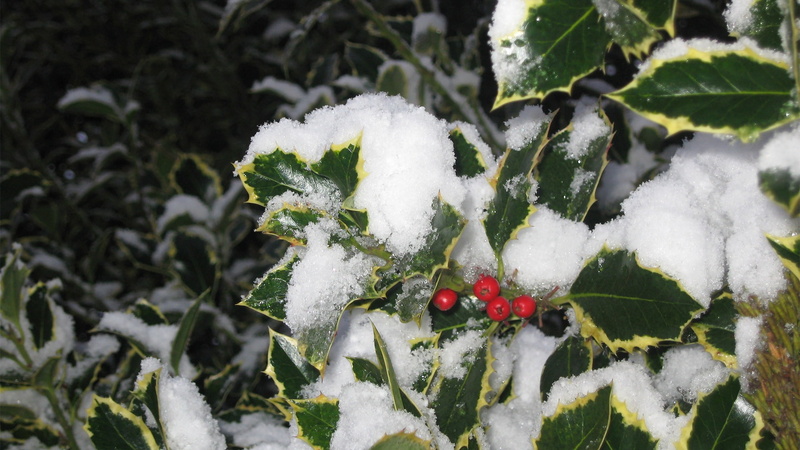 christmas, nature, mistletoe, 1080P, hd, snow