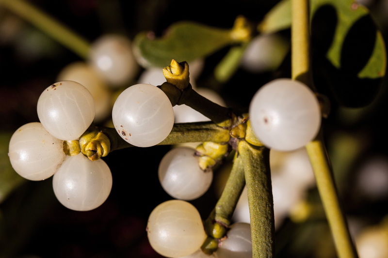 medicinal plant, tree, visco planta, food, holiday, egg, twig, food and drink, health, berries, round, decoration, mistletoe, easter egg, 4K, cluster